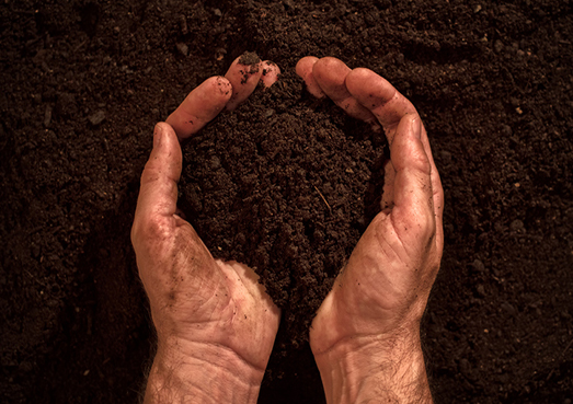 Importance of Good Soil