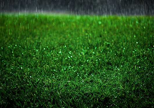 Excessive Rainfall on Your Charleston Lawn
